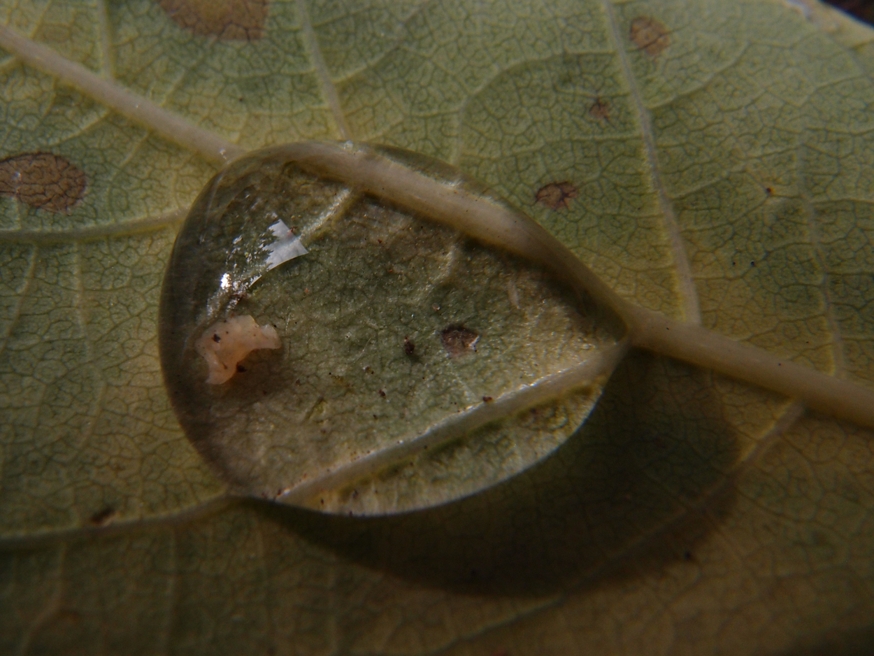 2019-09-18 Tropfen auf Blatt